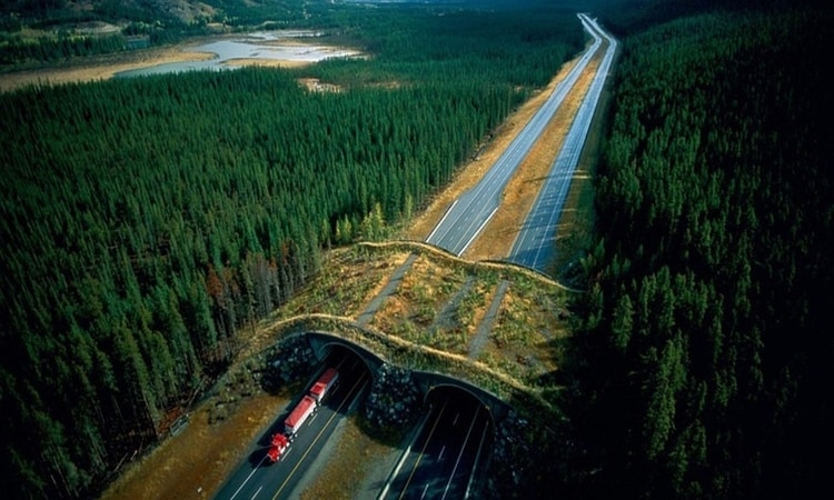 Animal Bridge