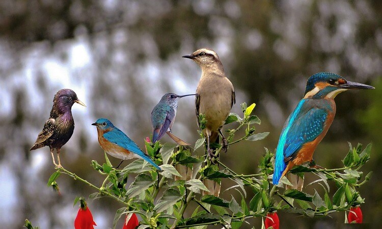Bird Watching Places In India Blog1