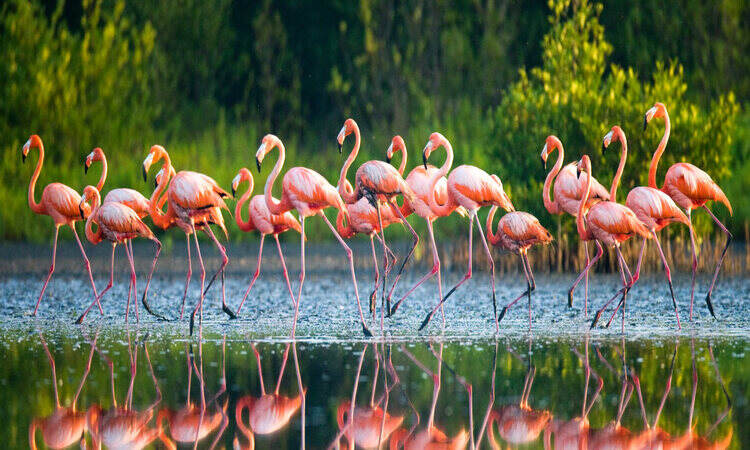 Bird Watching Places In India Blog4