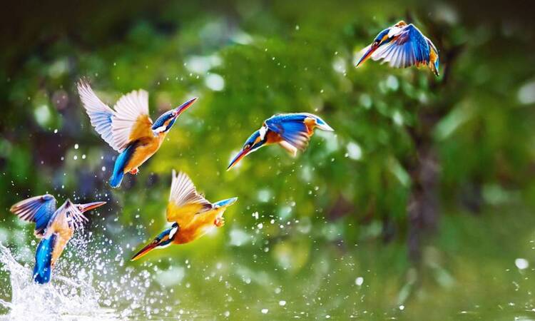 Bird Watching Places In India Blog6