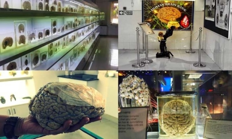 Brain Museum