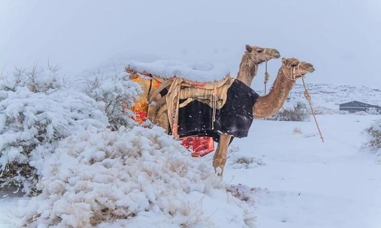 Camel Snow
