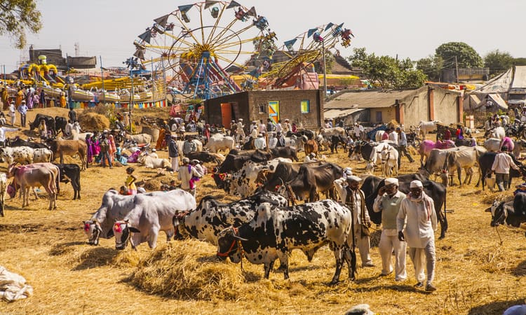 Cattle Market