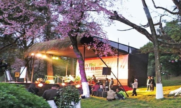 Cherry Festival