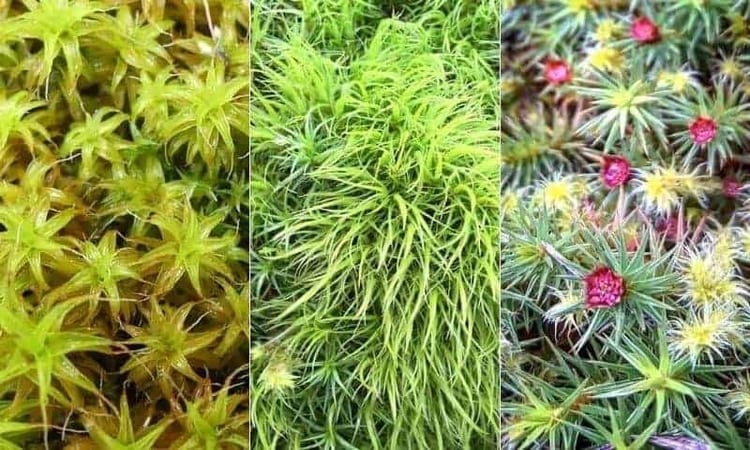 Different Moss