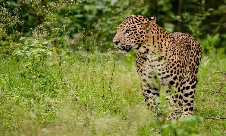 Gir Leopard