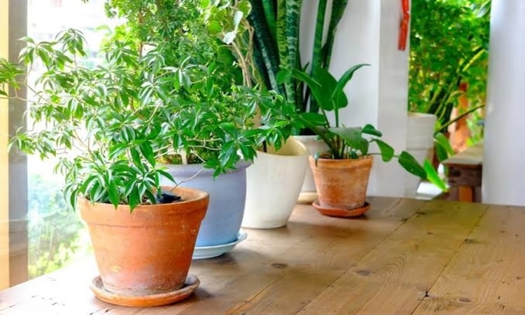 Indoor Plants