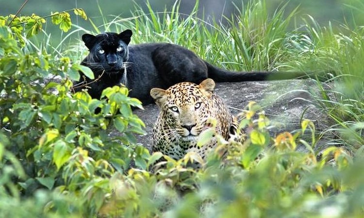 Kabini Panther