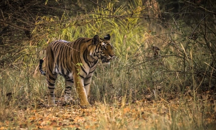 Kanha Park