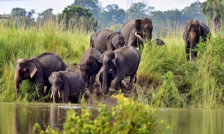 Kaziranga Flood