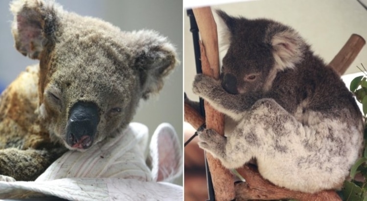 Koala Animal