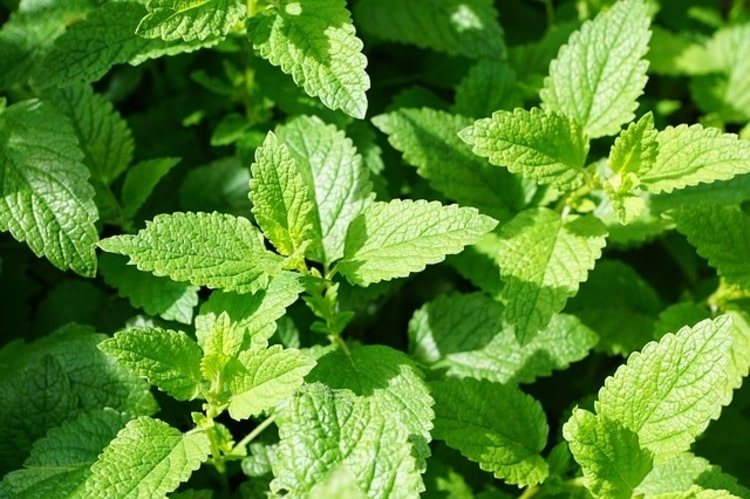 Mint-Leaves