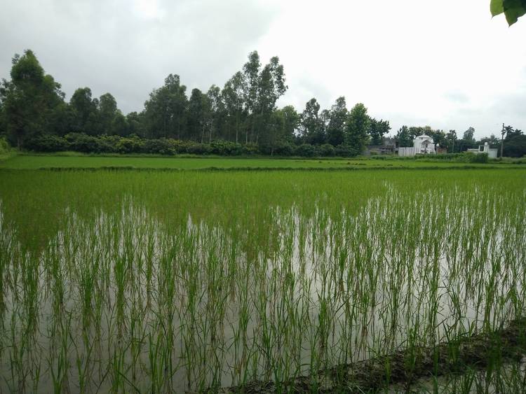 paddy-field