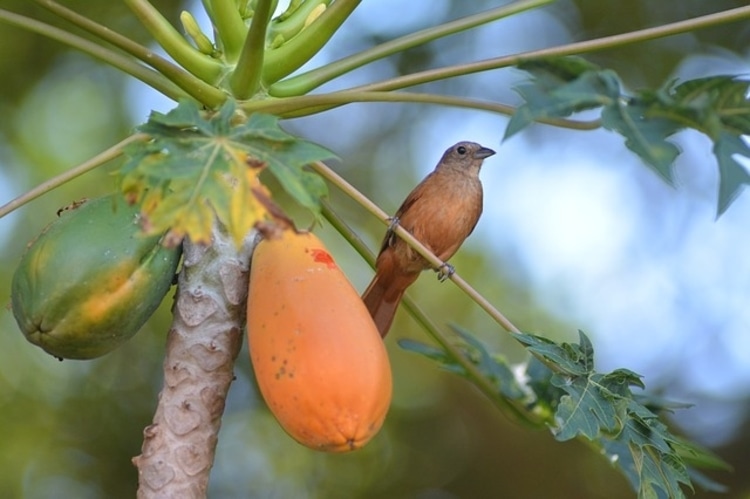 Papaya-on-tree