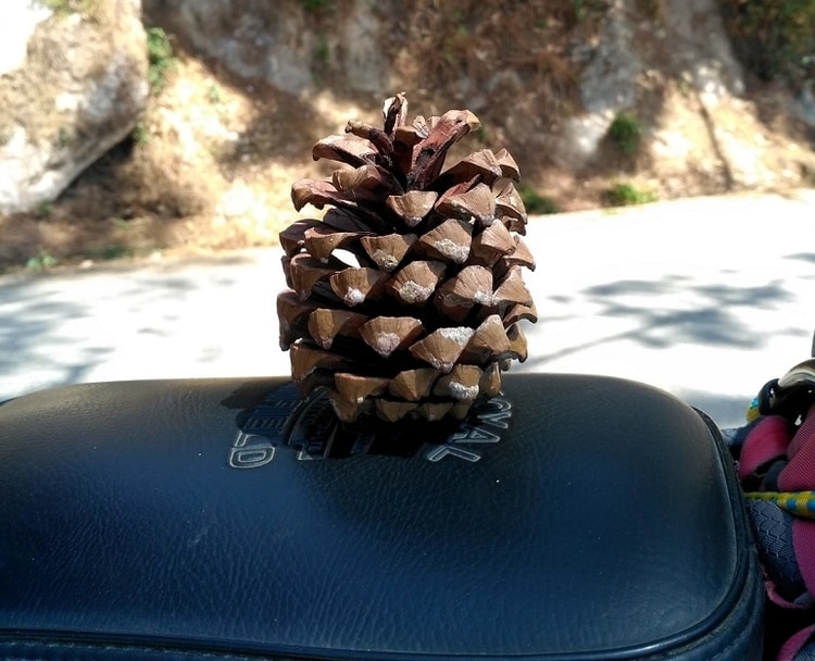 Pine Cones