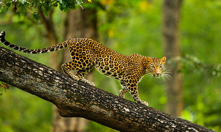 Popular National Parks And Wildlife Sanctuaries Of India Blog1