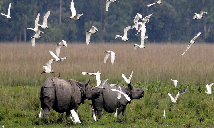 Popular National Parks And Wildlife Sanctuaries Of India Blog2