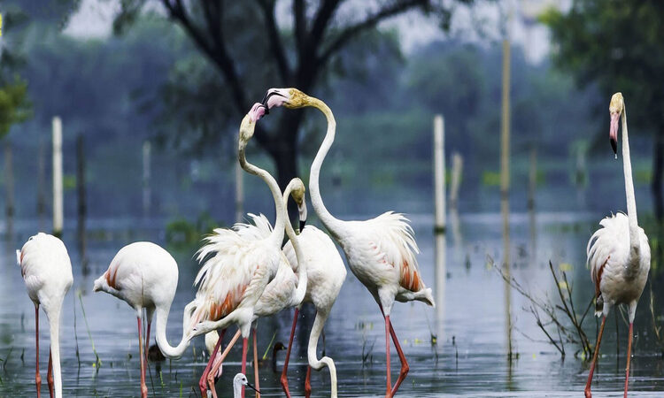 Popular National Parks And Wildlife Sanctuaries Of India Blog3