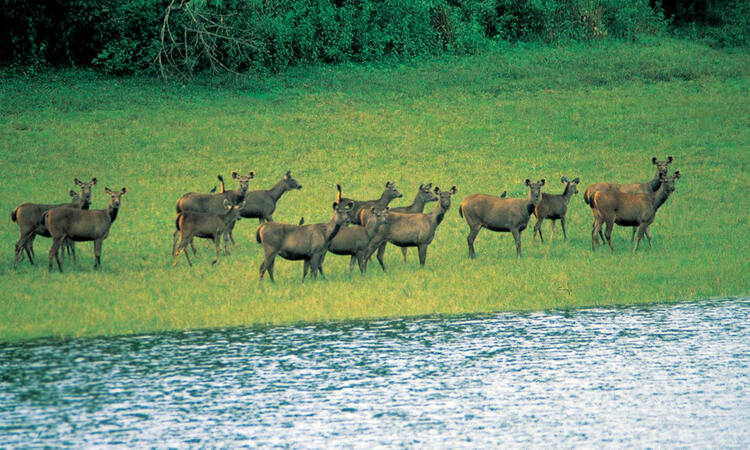 Popular National Parks And Wildlife Sanctuaries Of India Blog5
