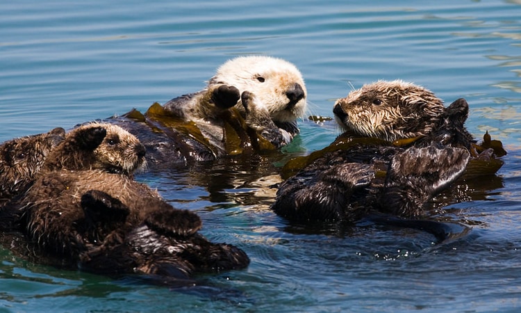 Sea Otters