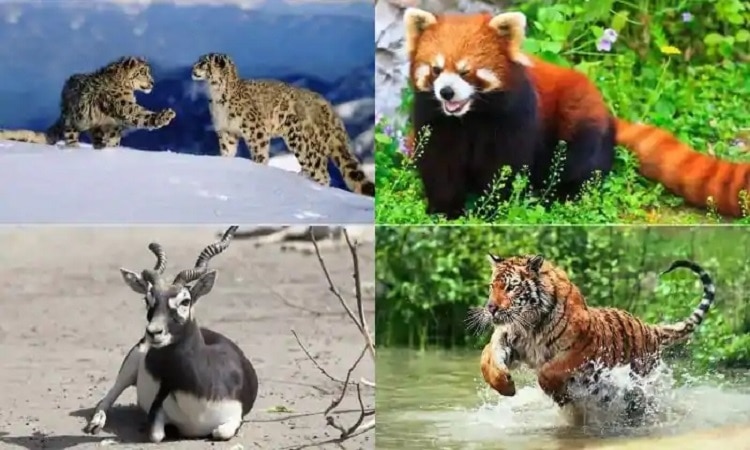 Small Animals