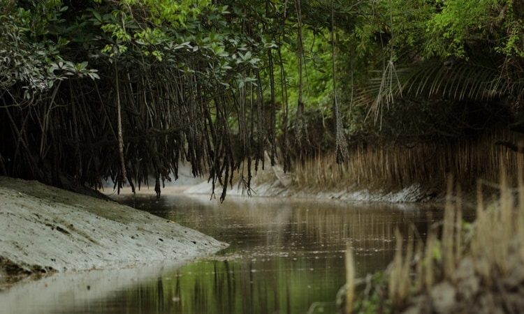 Sundarban Forest