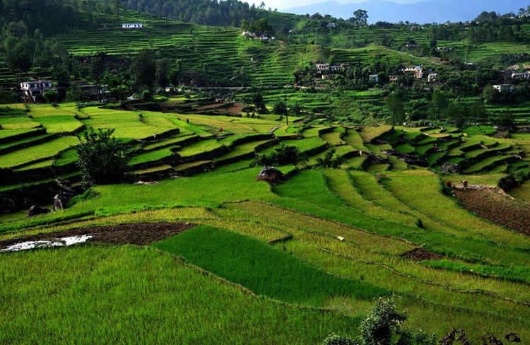 Terrace farming Fields