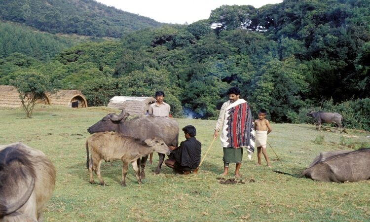 Traditional Nomads Lives Blog3