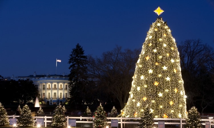 White House Tree